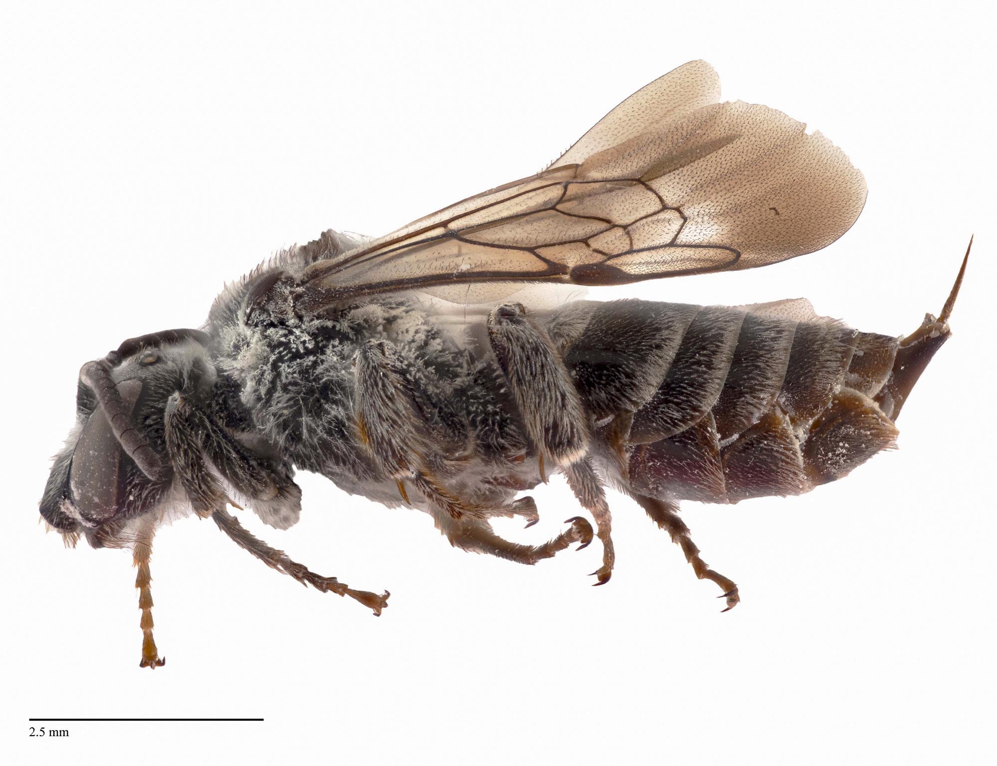Summer School Student Finds Bee Species Not…