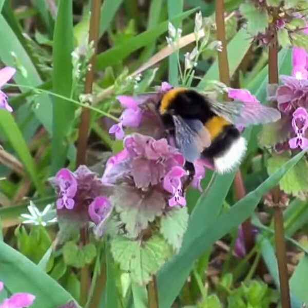 Bumblebee Habitats To Decrease ‘More Severely Than Previously Thought’