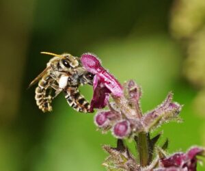 Rare Bee Species Spotted In Germany For The First Time