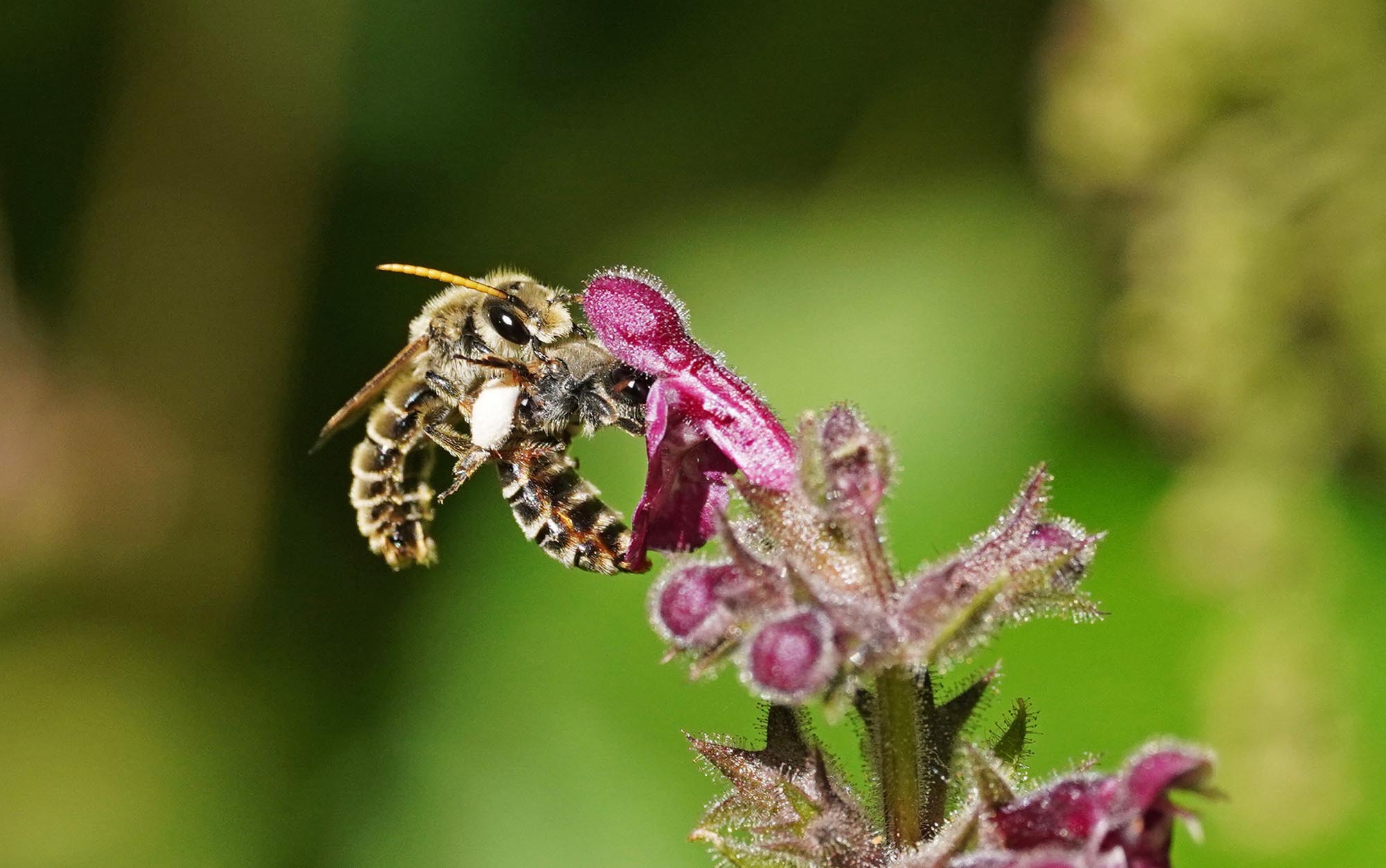 Rare Bee Species Spotted In Germany For…