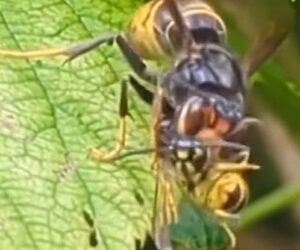 Keep Away From Asian Hornet Nests, Expert Warns Hobbyist Gardeners