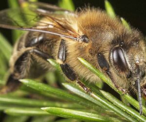 Bee Expert Says Higher Diversity Protects Woods From Pests