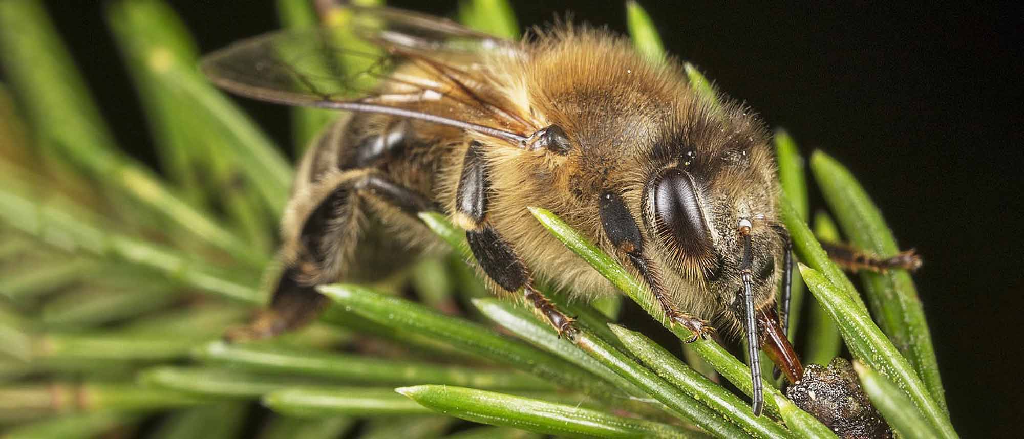 Bee Expert Says Higher Diversity Protects Woods…