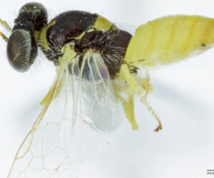 DNA Check Identifies Presumed Different Bee Species As Males And Females Of One Type