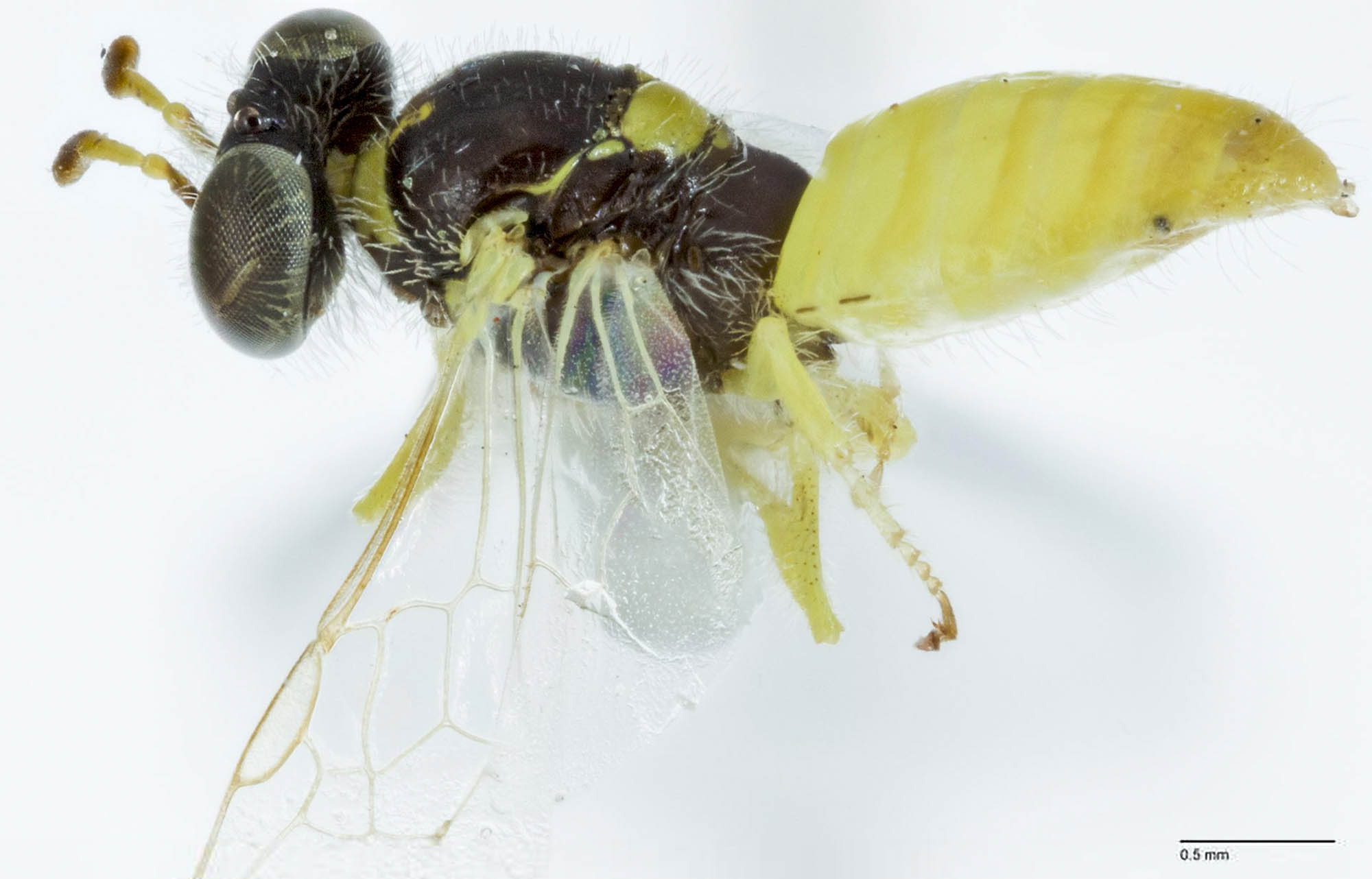 DNA Check Identifies Presumed Different Bee Species…