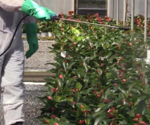 New York Beeswax Check Reveals Extensive Pesticide Exposure