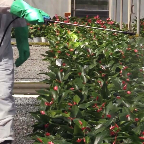 New York Beeswax Check Reveals Extensive Pesticide Exposure