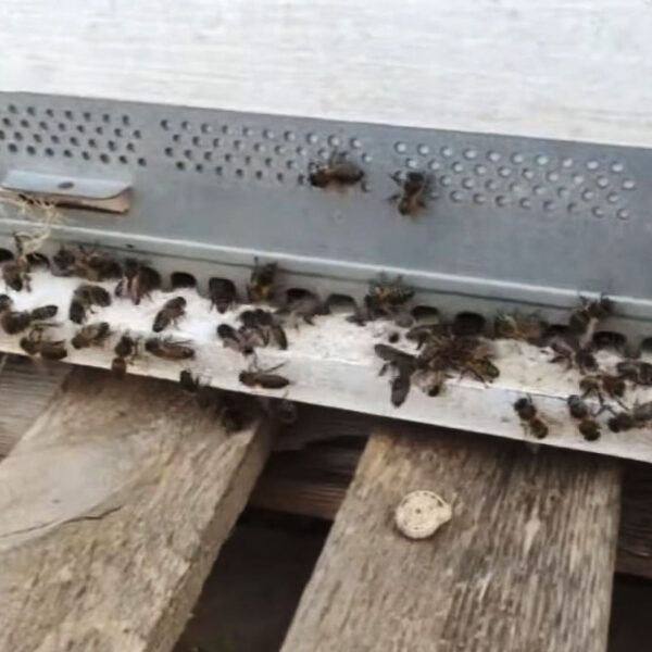Import Of Italian Queen Bees ‘Puts Maltese Species At Risk’