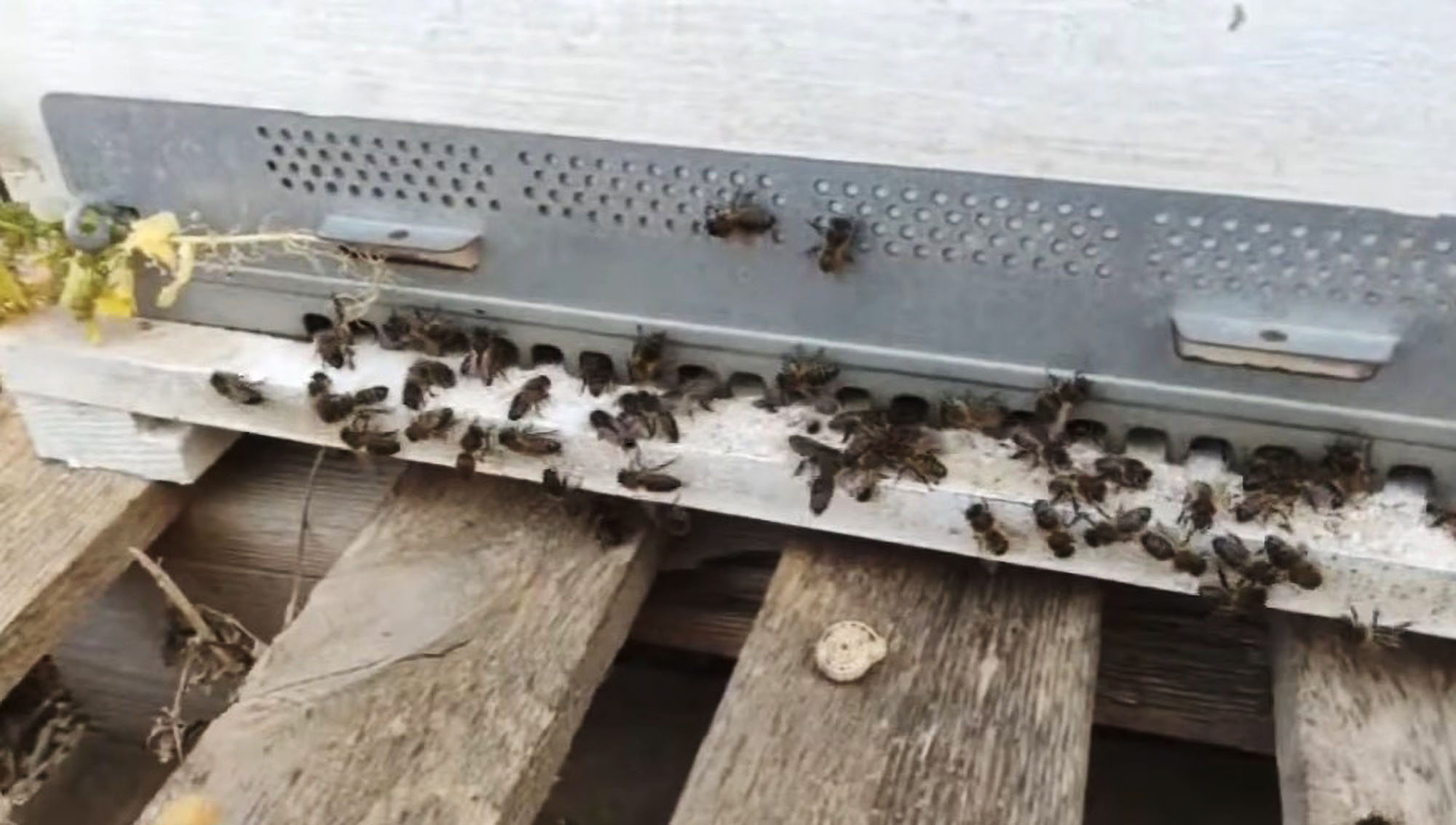 Import Of Italian Queen Bees ‘Puts Maltese…