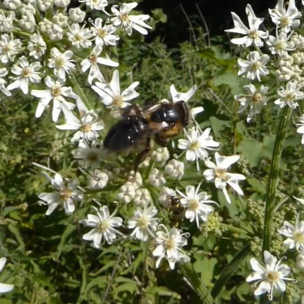 Wild Bees Not Seen For 100 Years Found In Botanic Garden