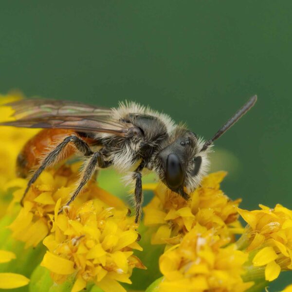 Rare Wild Bee Spotted In Austria