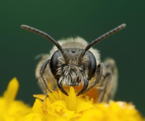 Styria Praised As ‘Exciting’ Wild Bee Research Area
