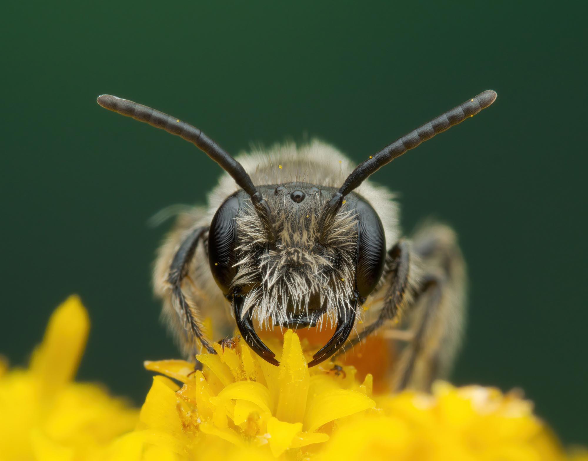 Styria Praised As ‘Exciting’ Wild Bee Research…