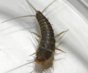 Experts Suggest Fighting Silverfish With Honey