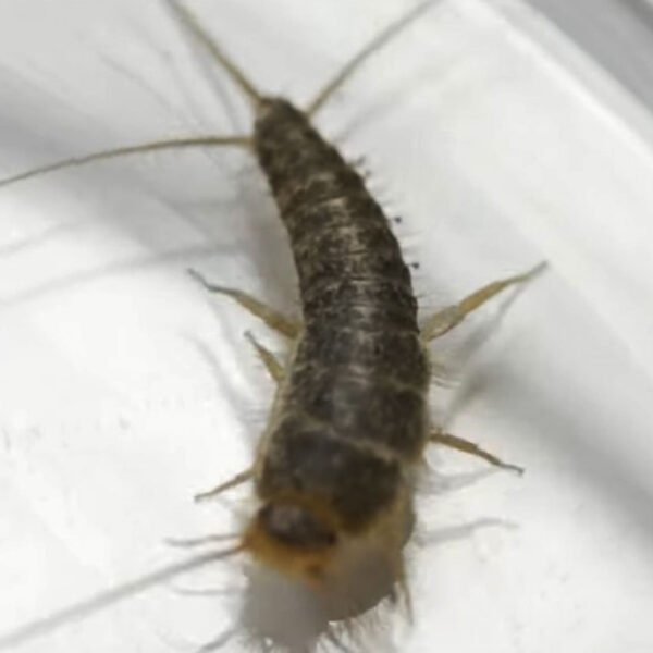 Experts Suggest Fighting Silverfish With Honey