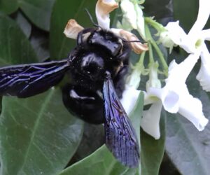 Violet Carpenter Bee Is Germany’s Pollinator Of The Year