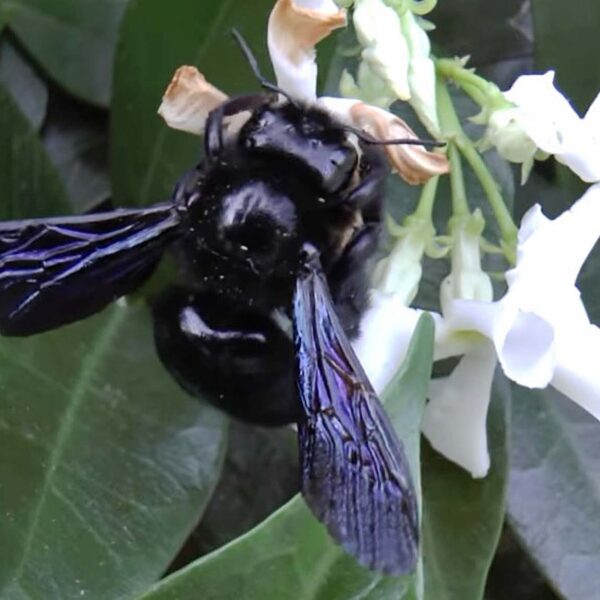 Violet Carpenter Bee Is Germany’s Pollinator Of The Year