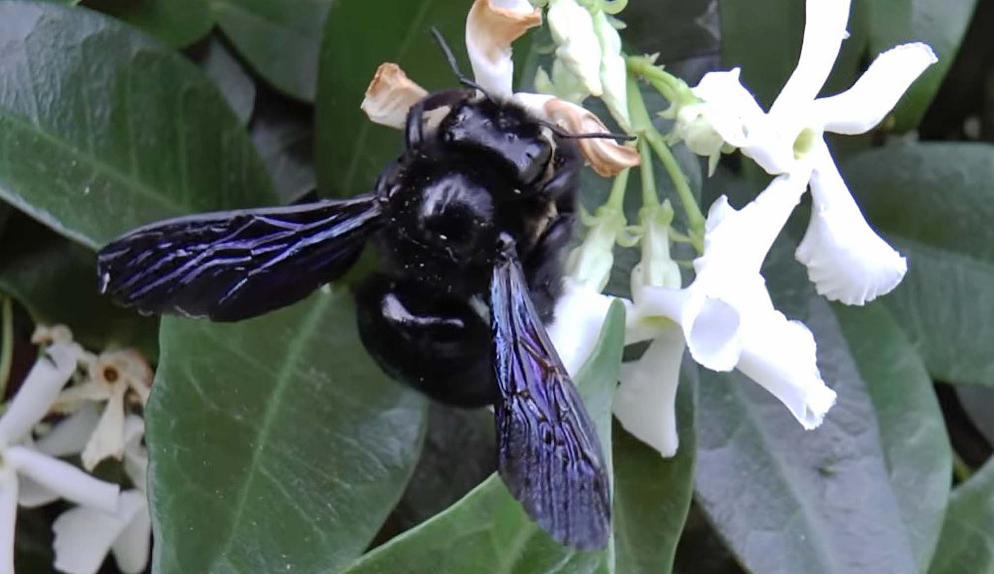 Violet Carpenter Bee Is Germany’s Pollinator Of…