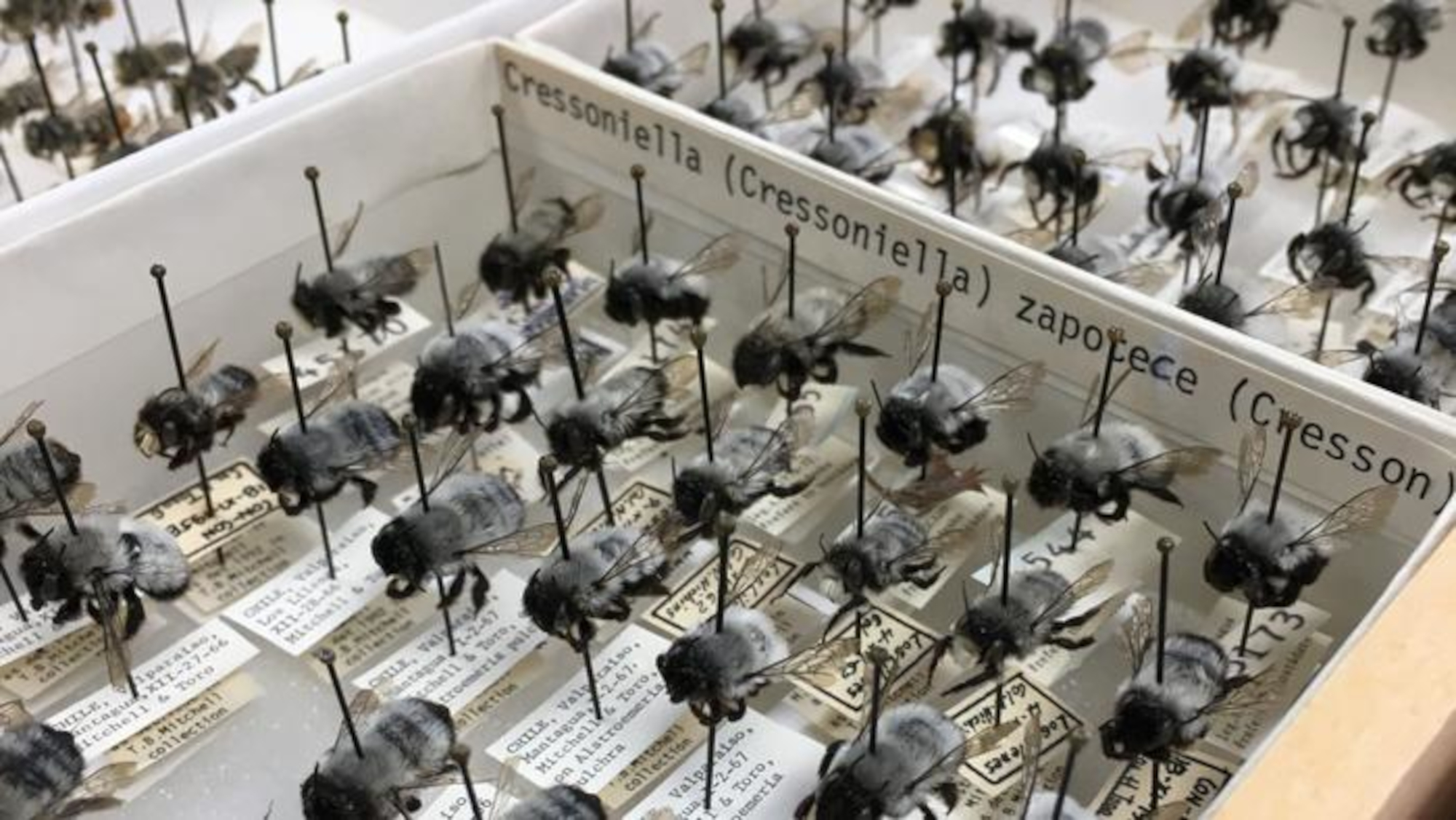 Wake County Bee Population Stable Despite Urbanisation…