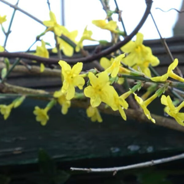 Why Winter Jasmine Is So Important For Bees