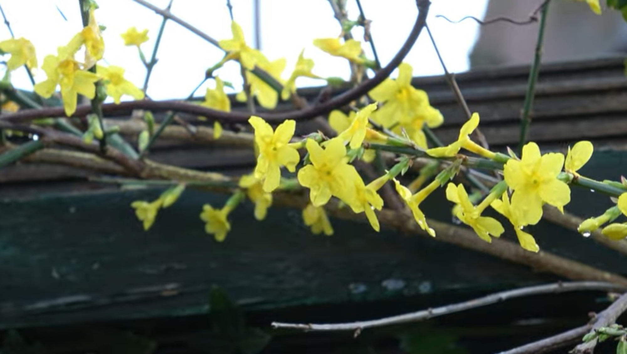 Why Winter Jasmine Is So Important For…