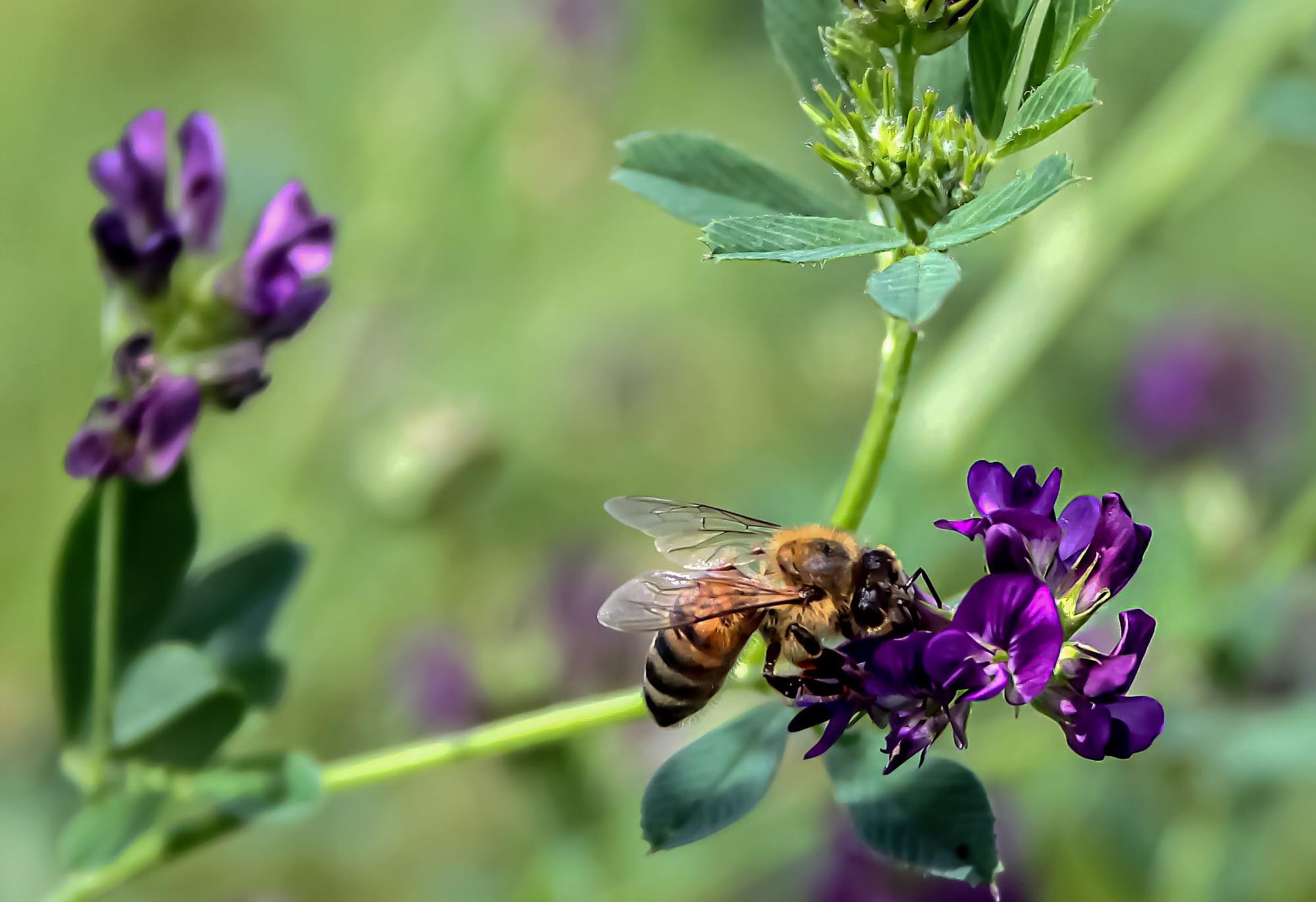 Study Finds Greater Flower Fidelity Among Honeybees Than Bumblebees