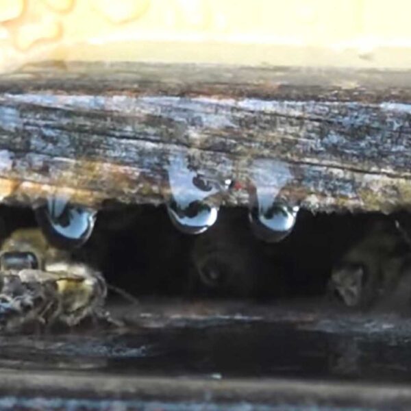 Beekeepers Rescue Hives From Being Flooded