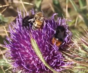 Honeybees Caught Stealing Pollen From Bumblebees On A Mountain In Italy