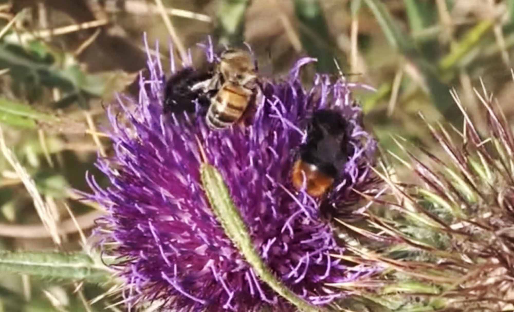 Honeybees Caught Stealing Pollen From Bumblebees On…