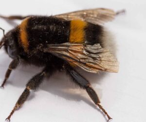 Bumblebee Research May Incite Creation Of Non-Toxic Deterrent