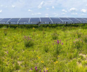 More Flowers And Bees Detected On Solar Energy Sites