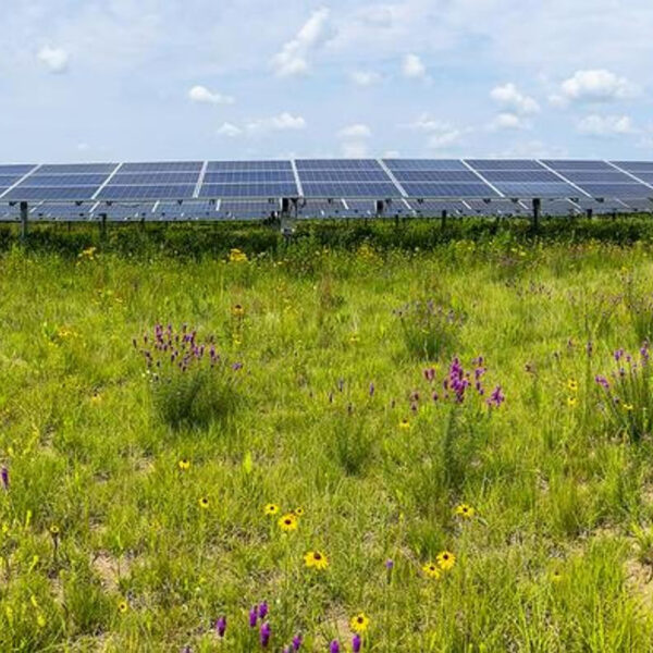 More Flowers And Bees Detected On Solar Energy Sites